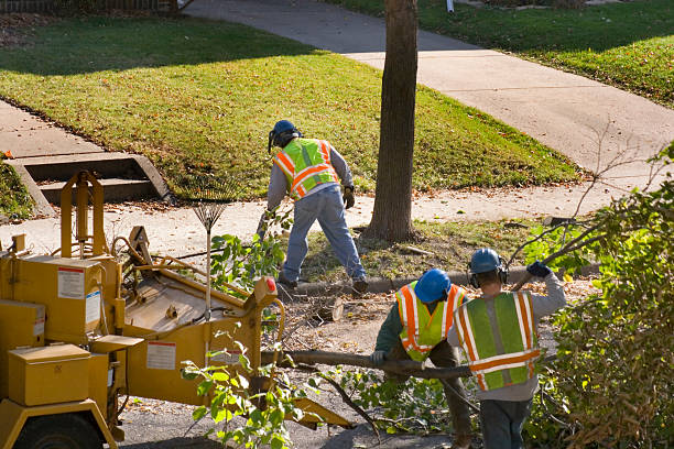 Palm Tree Trimming in Hudson, MI